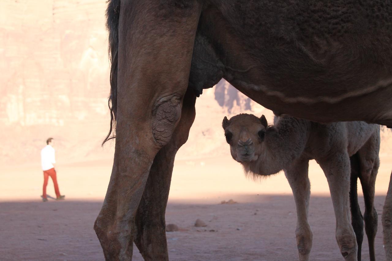 Wadi Rum Protected Area Camp Buitenkant foto