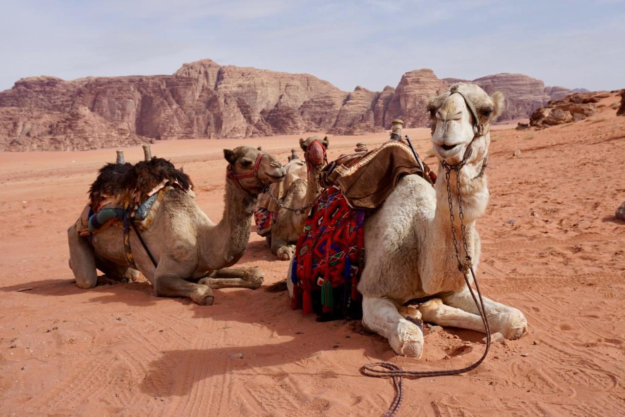 Wadi Rum Protected Area Camp Buitenkant foto