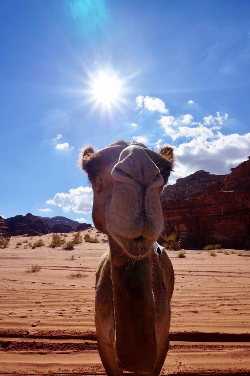 Wadi Rum Protected Area Camp Buitenkant foto